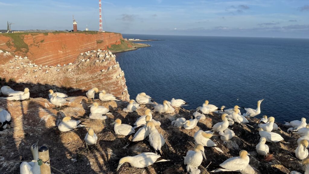 impressing bird population on the famous cliffs at Helgoland island